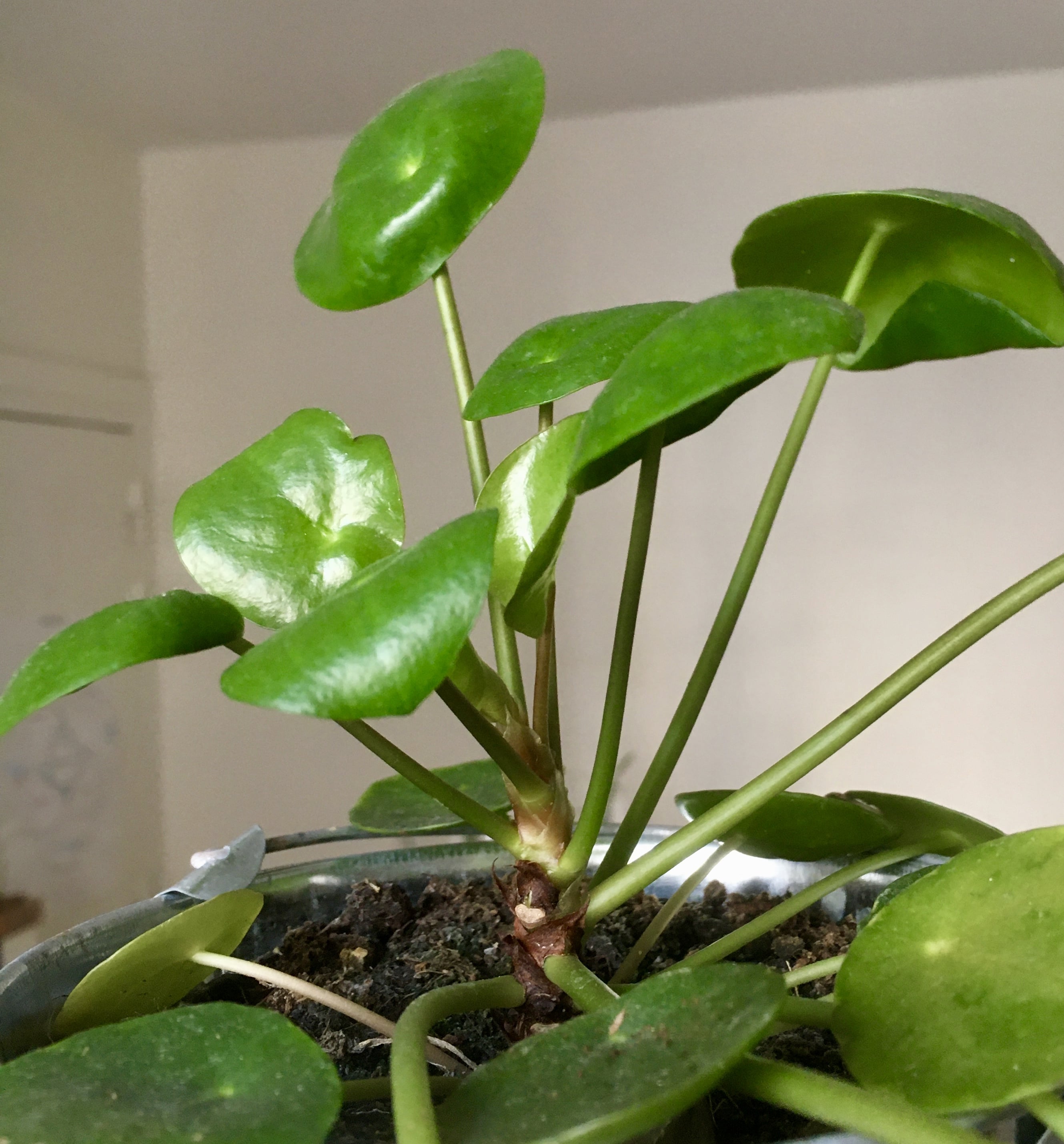 Annexe fullsizeoutput_2223-min.jpeg