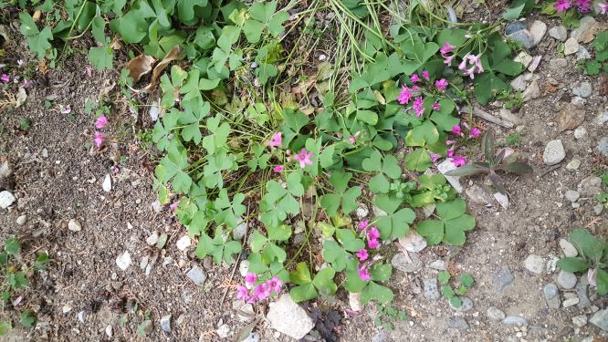 Annexe 20200413_110110.jpg