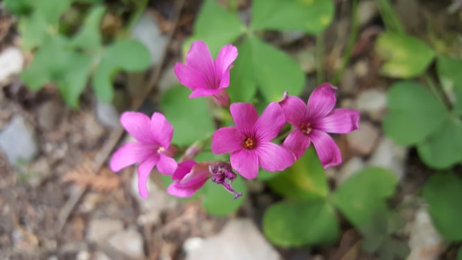 Annexe 20200413_110142.jpg