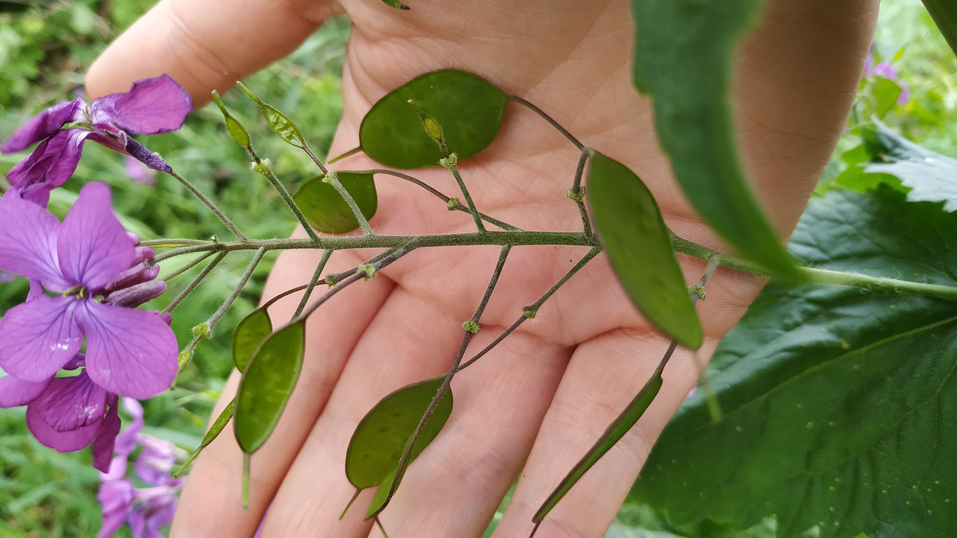 Annexe IMG_20200413_111949.jpg