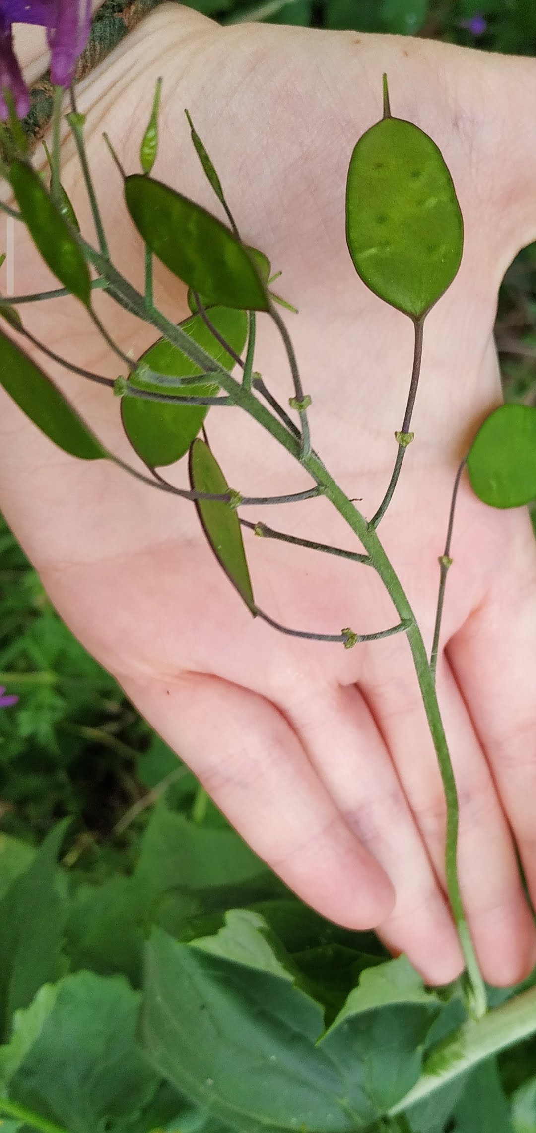 Annexe Screenshot_2020-04-13-11-22-15-910_com.miui.gallery.jpg