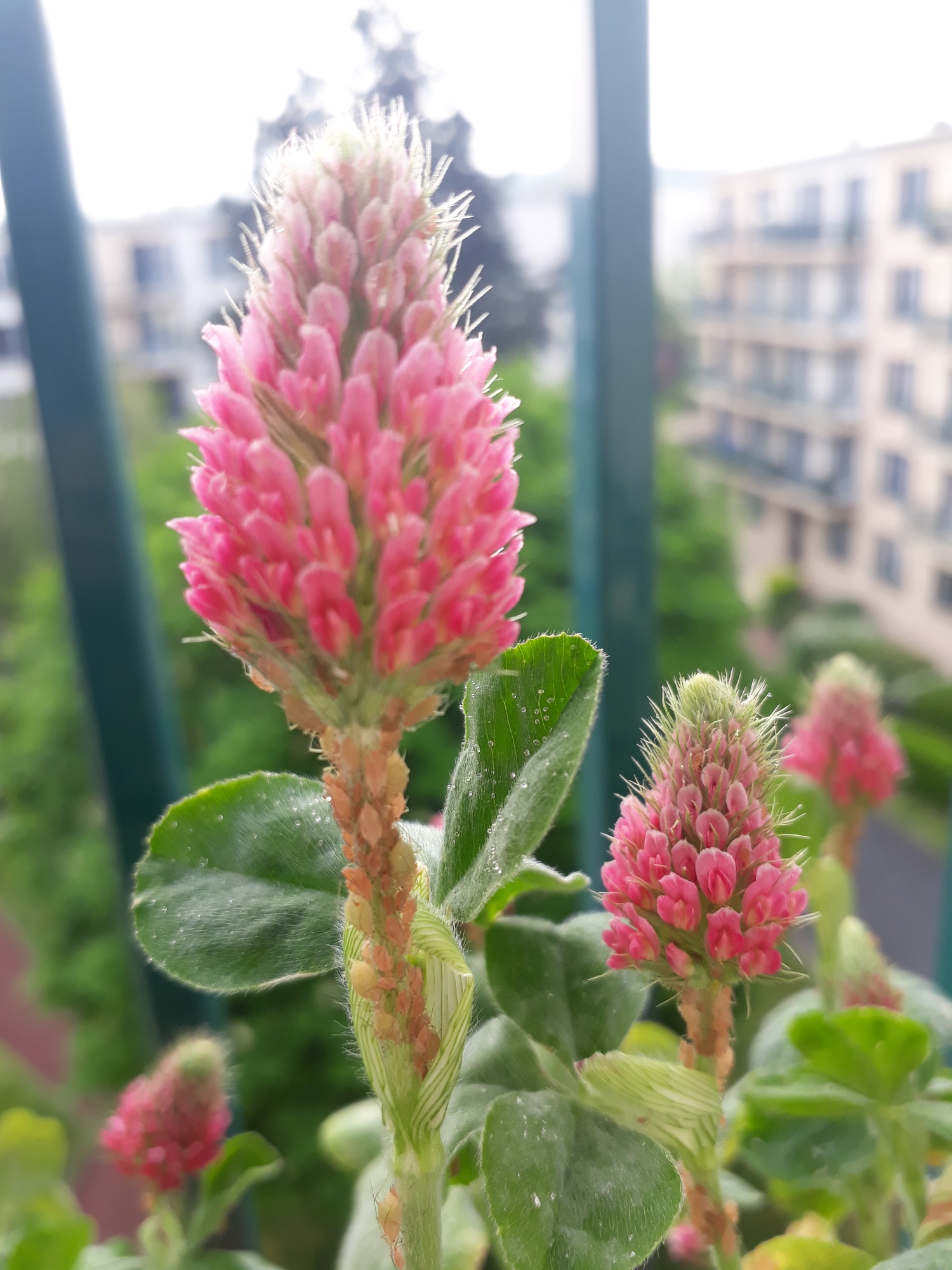 Annexe 20200413_111943.jpg