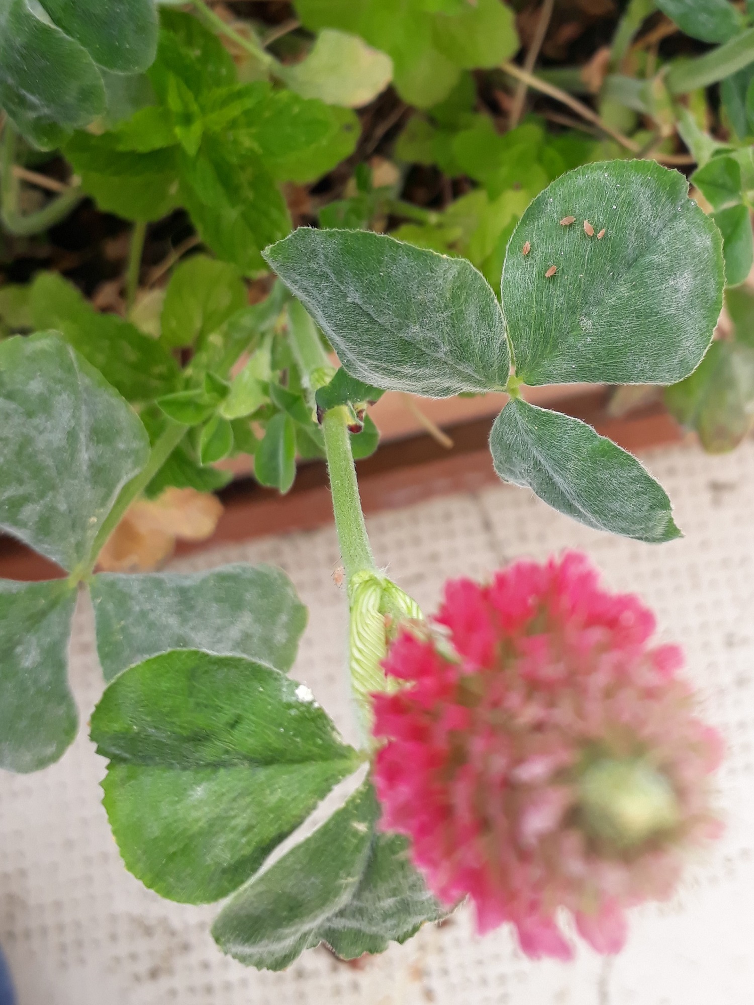 Annexe 20200413_112008.jpg