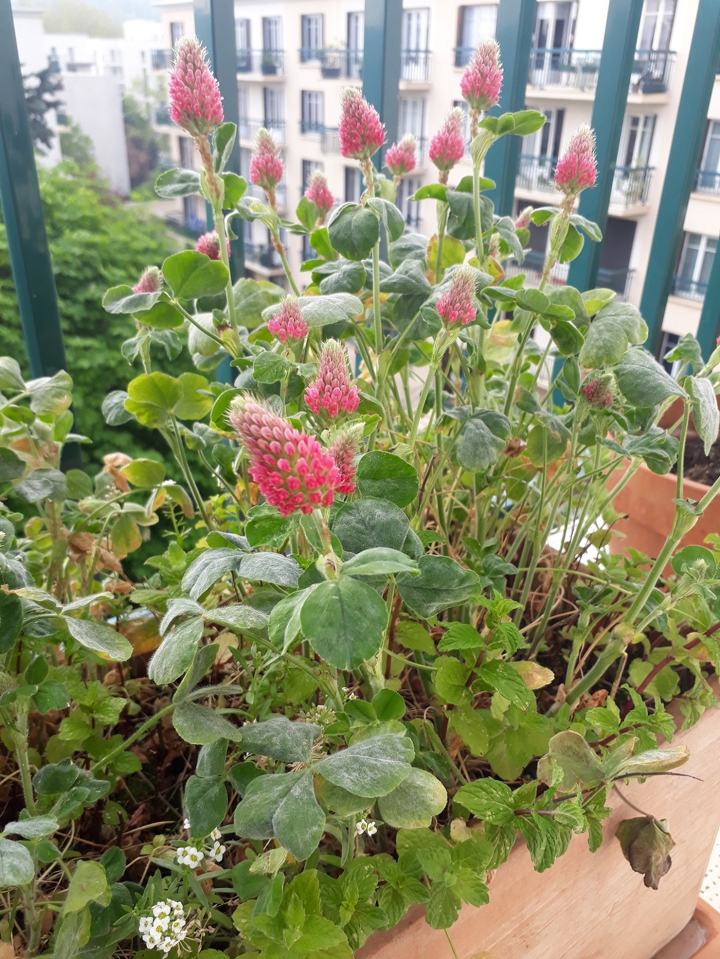 Annexe 20200413_112058.jpg