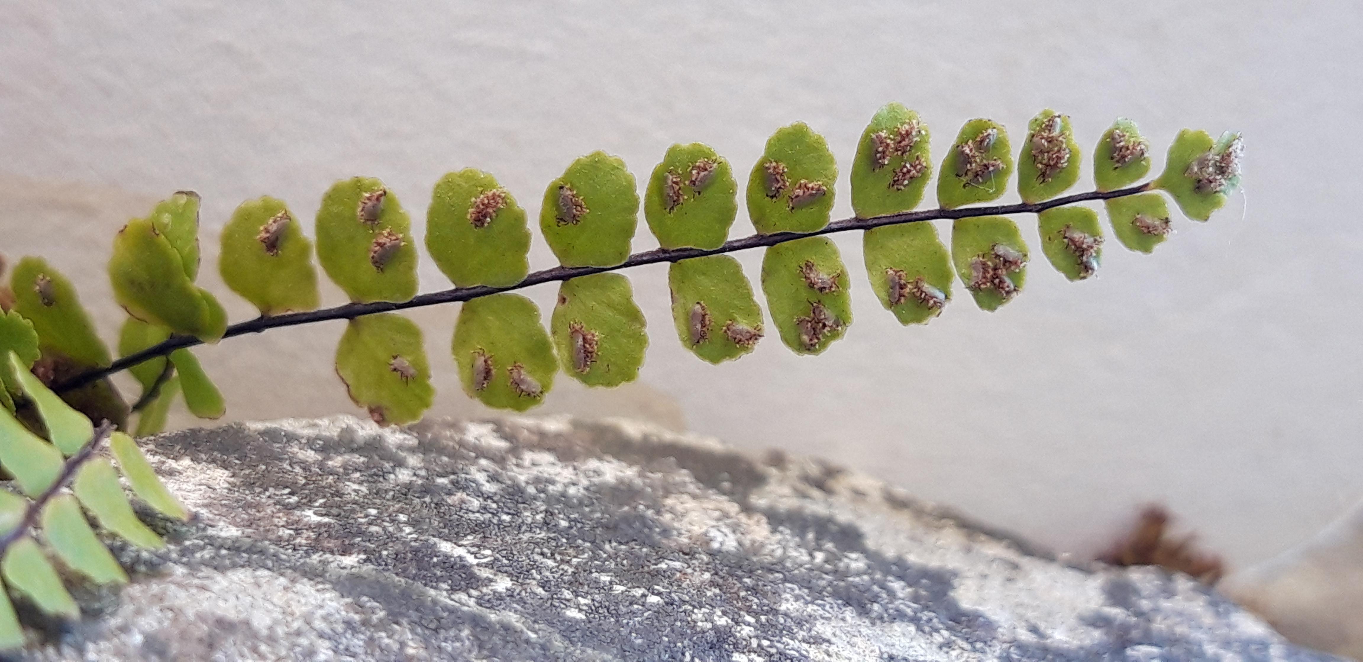 Annexe capillaires vue dessous.jpg