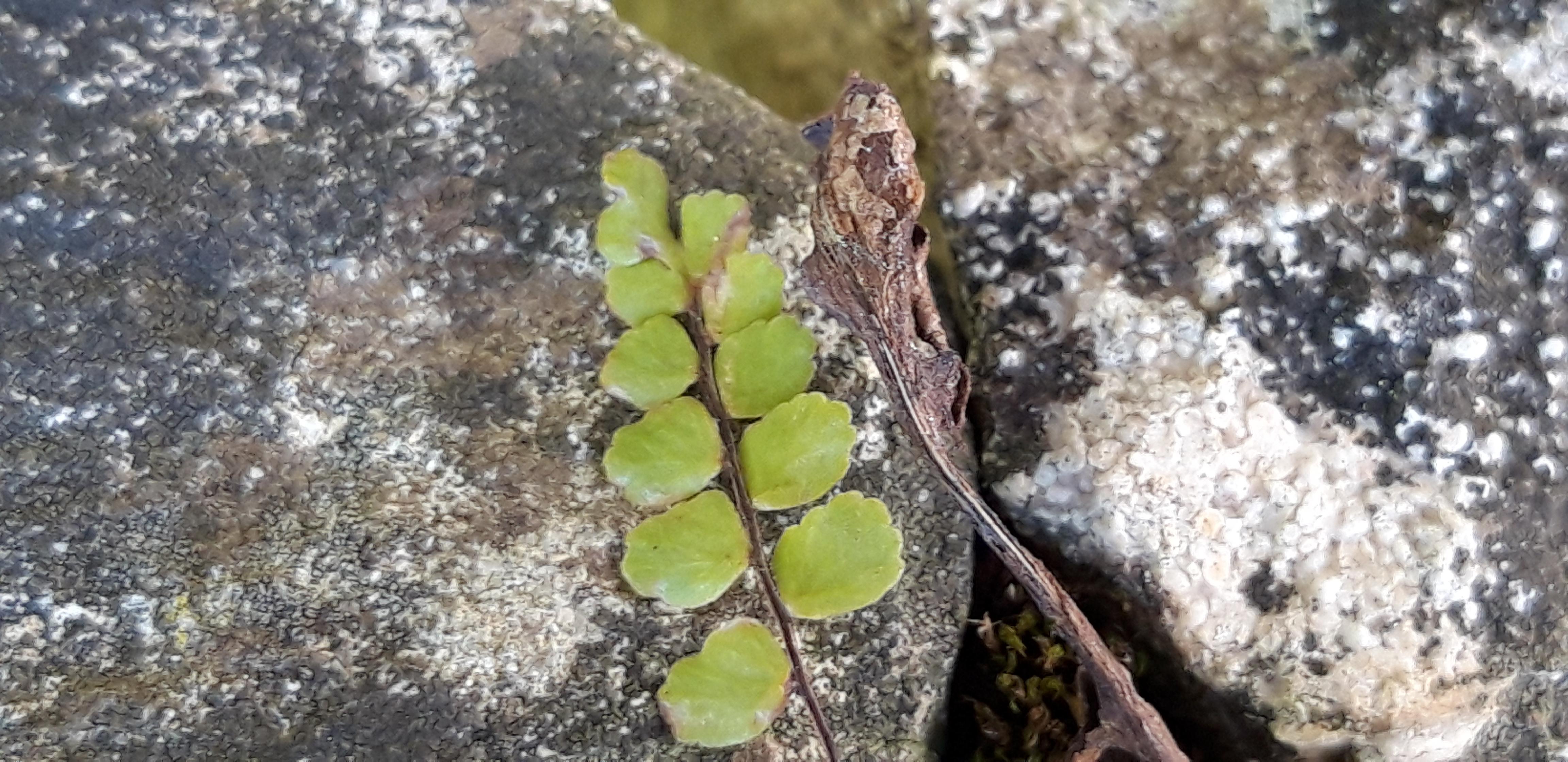Annexe capillaires vue dessus.jpg