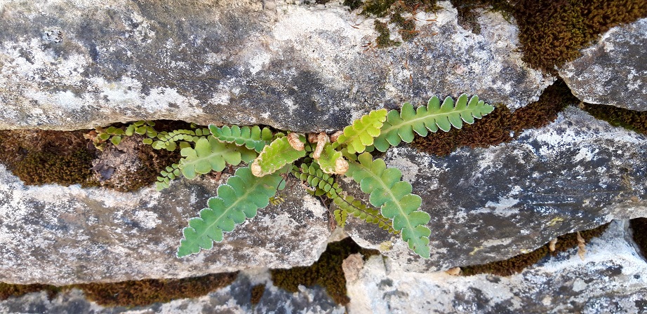 Annexe capillaires vue générale.jpg