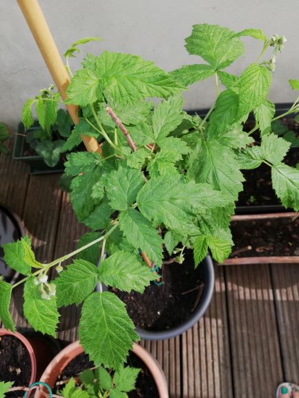 Annexe Framboisier.jpg