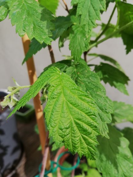 Annexe Framboisier2.jpg