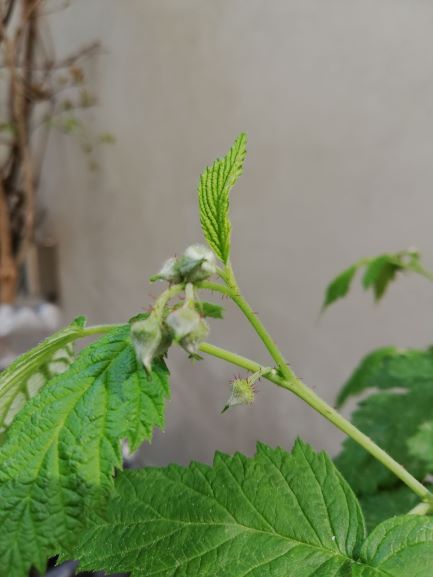 Annexe Framboisier3.jpg