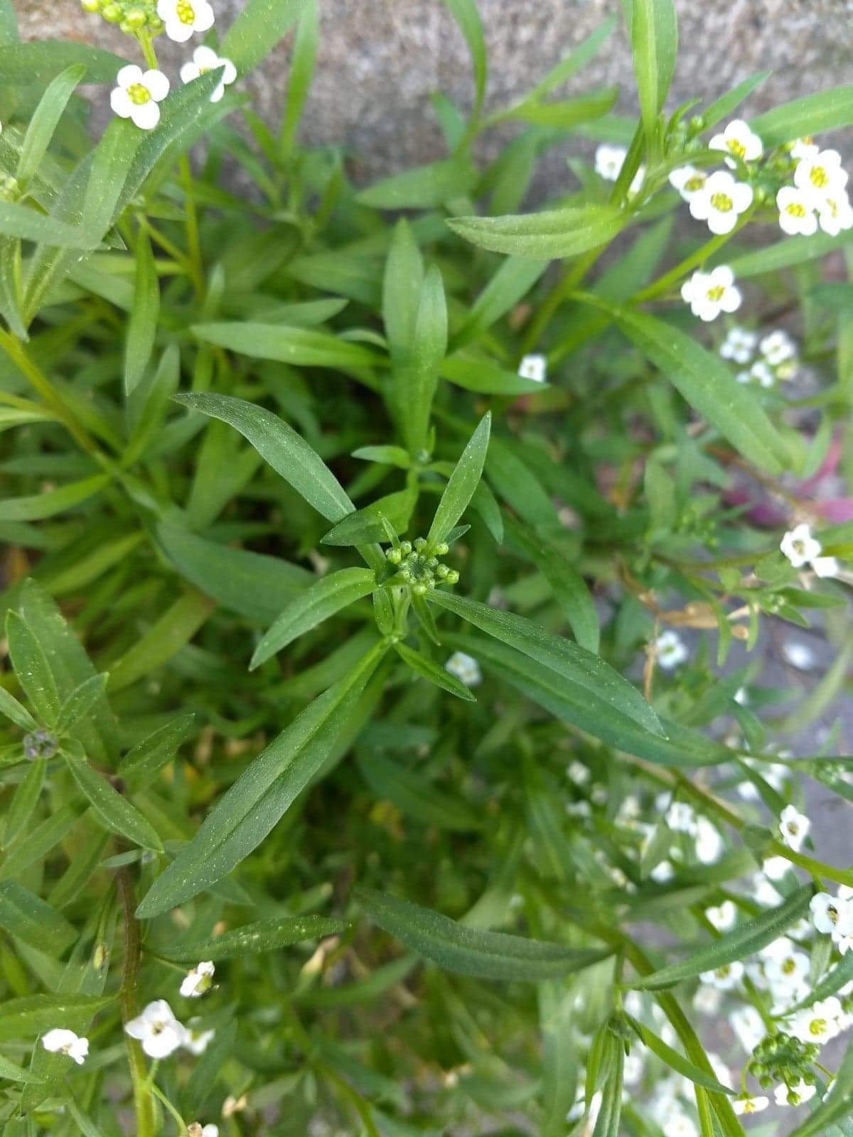 Annexe Feuilles Alysson maritime.jpeg