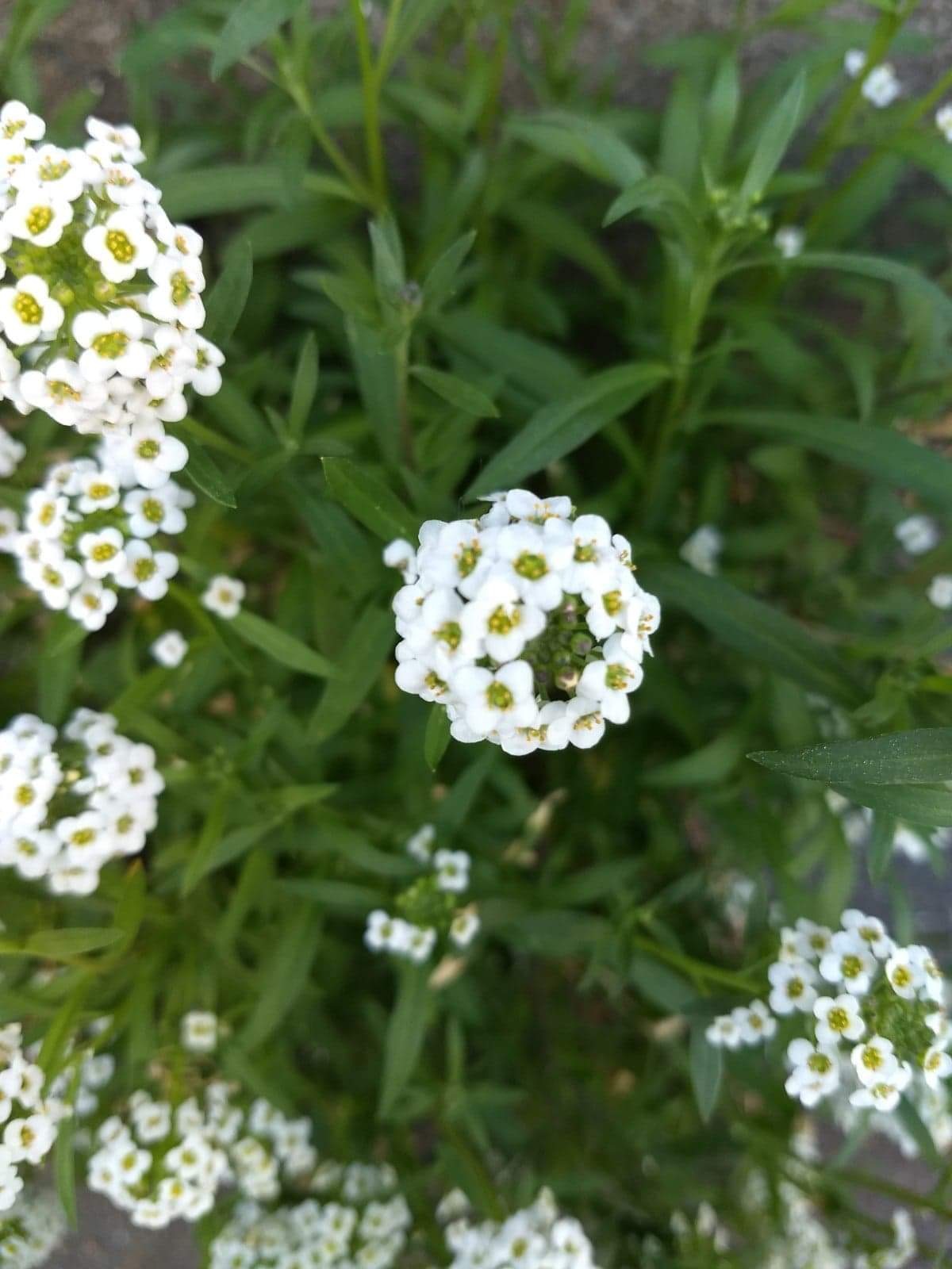 Annexe Fleur Alysson maritime.jpeg