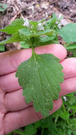 Annexe thumbnail_20200413_141102.jpg