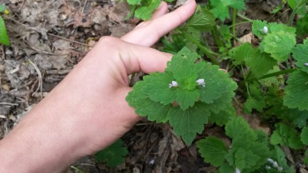 Annexe thumbnail_20200413_141202.jpg