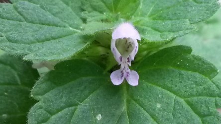 Annexe thumbnail_20200413_141229.jpg