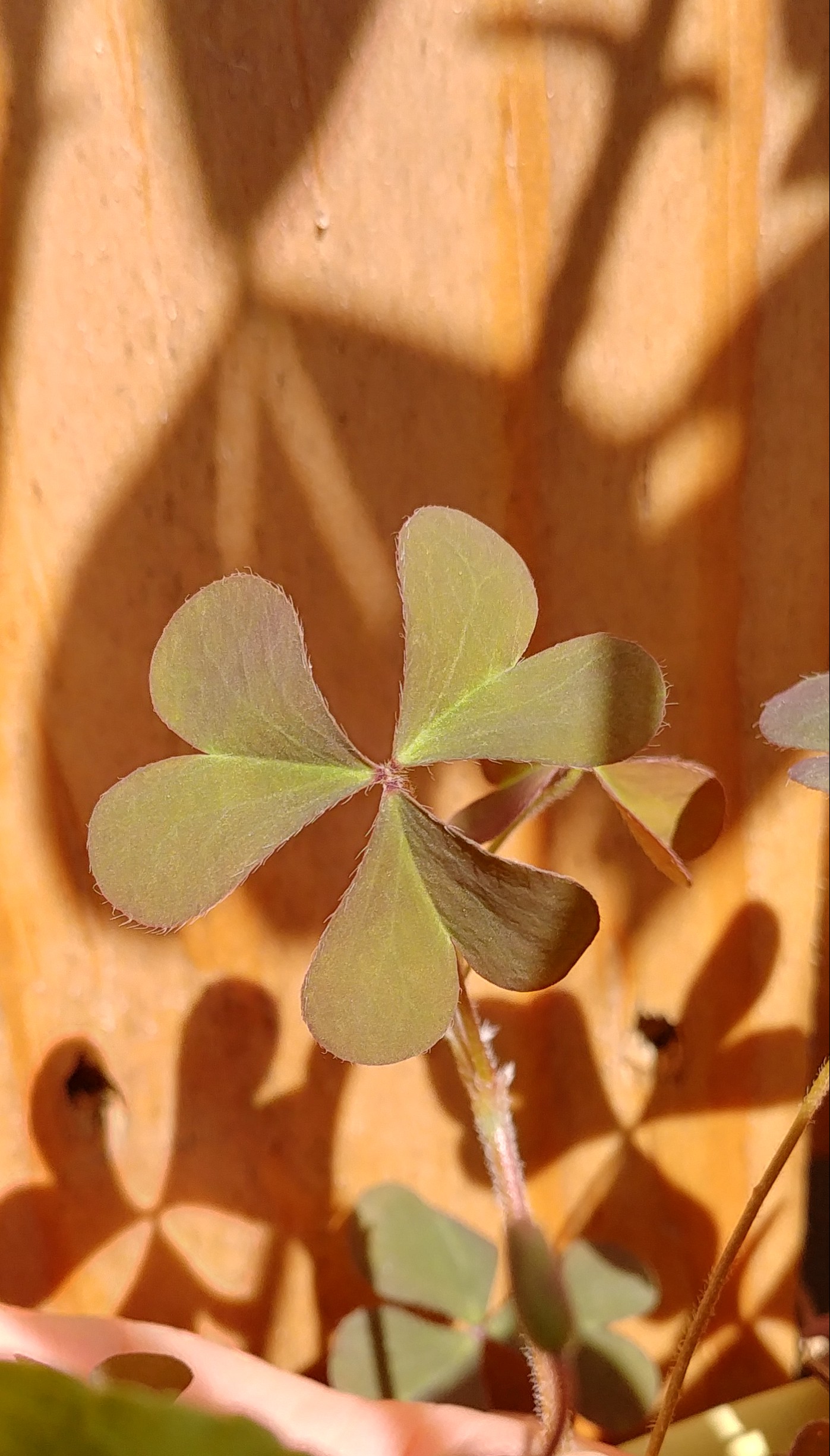 Annexe Oxalis corniculata feuille.jpg