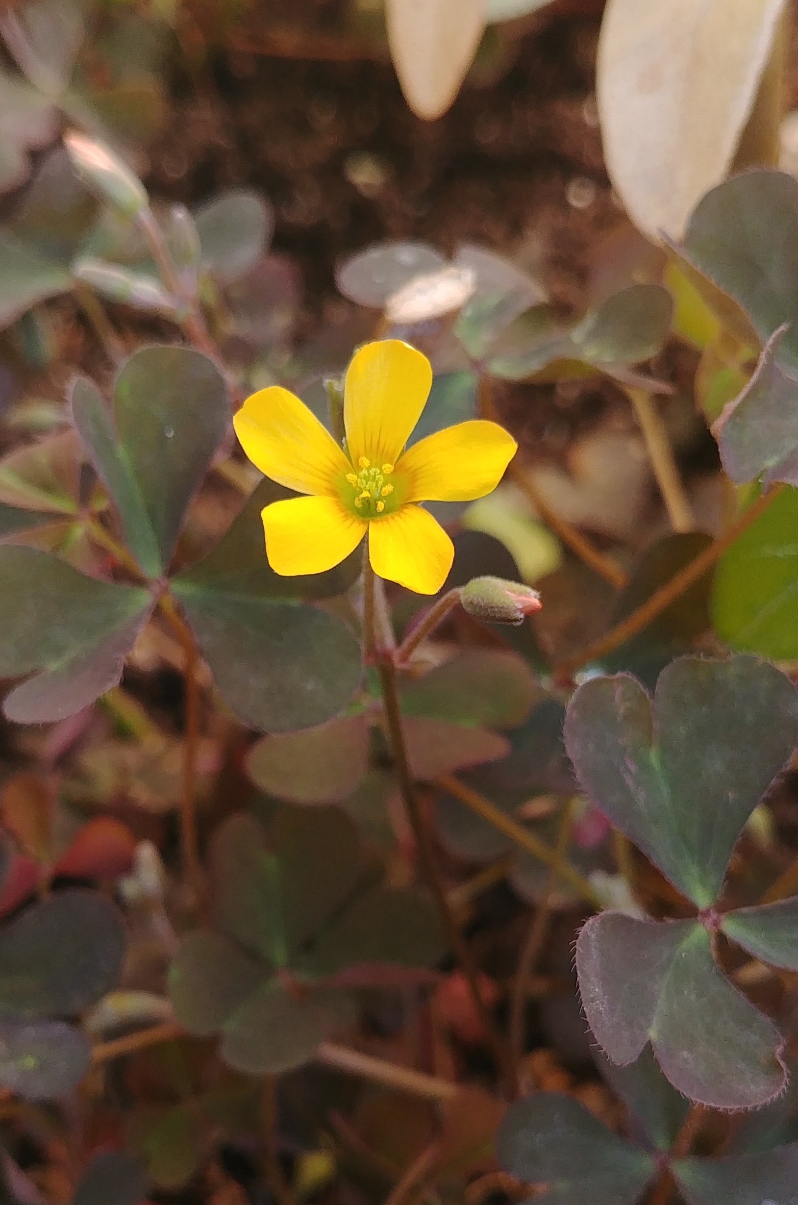 Annexe Oxalis corniculata fleur.jpg