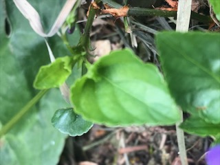 Annexe feuille pensée sauvage.jpeg