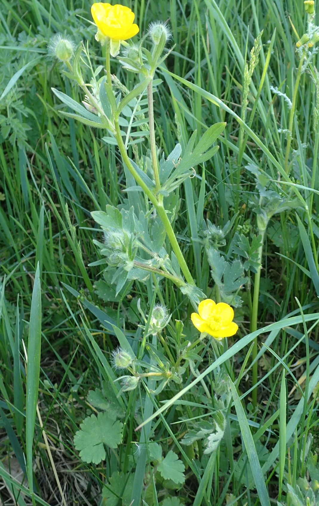 Annexe P4110051 2.jpg