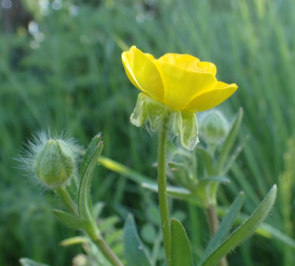 Annexe P4110053 2.jpg