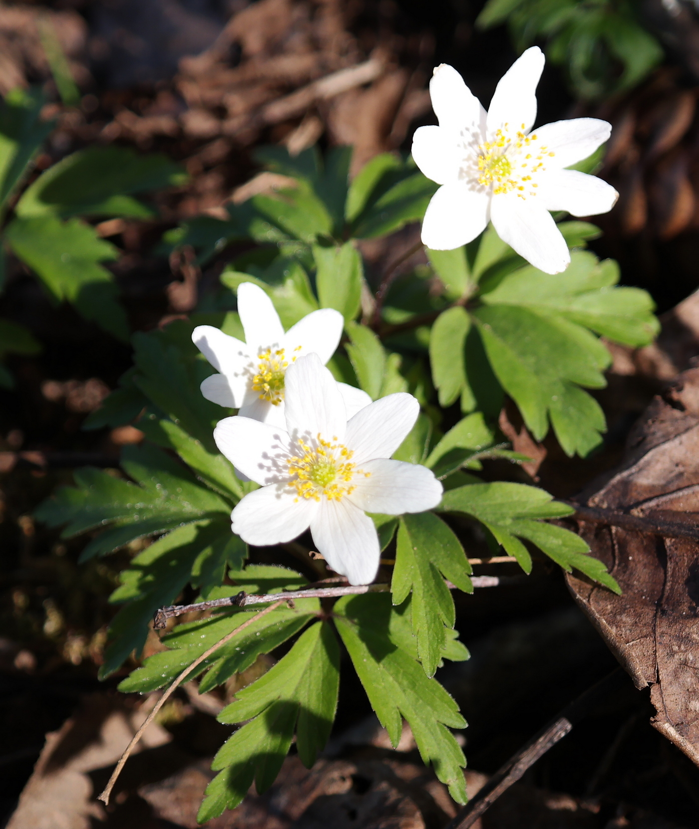 Annexe Anémone des bois ou anémone Sylve vue densemble.jpg