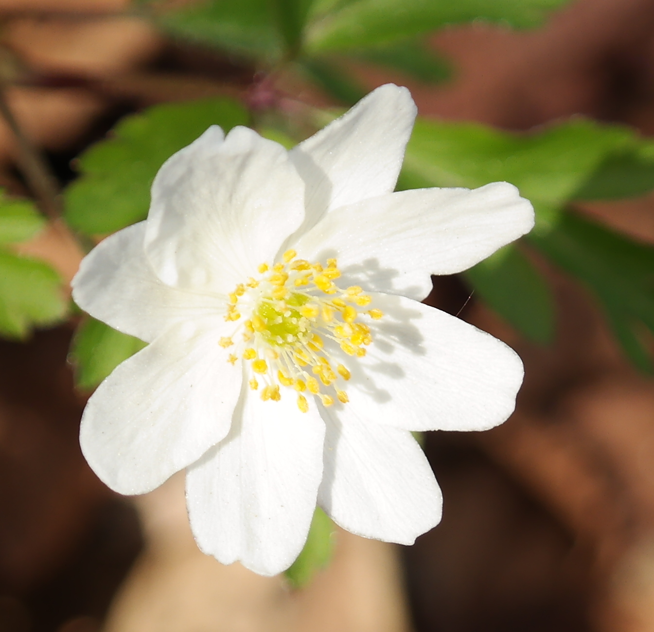 Annexe anémone sylvie - anemone nemorosa.jpg
