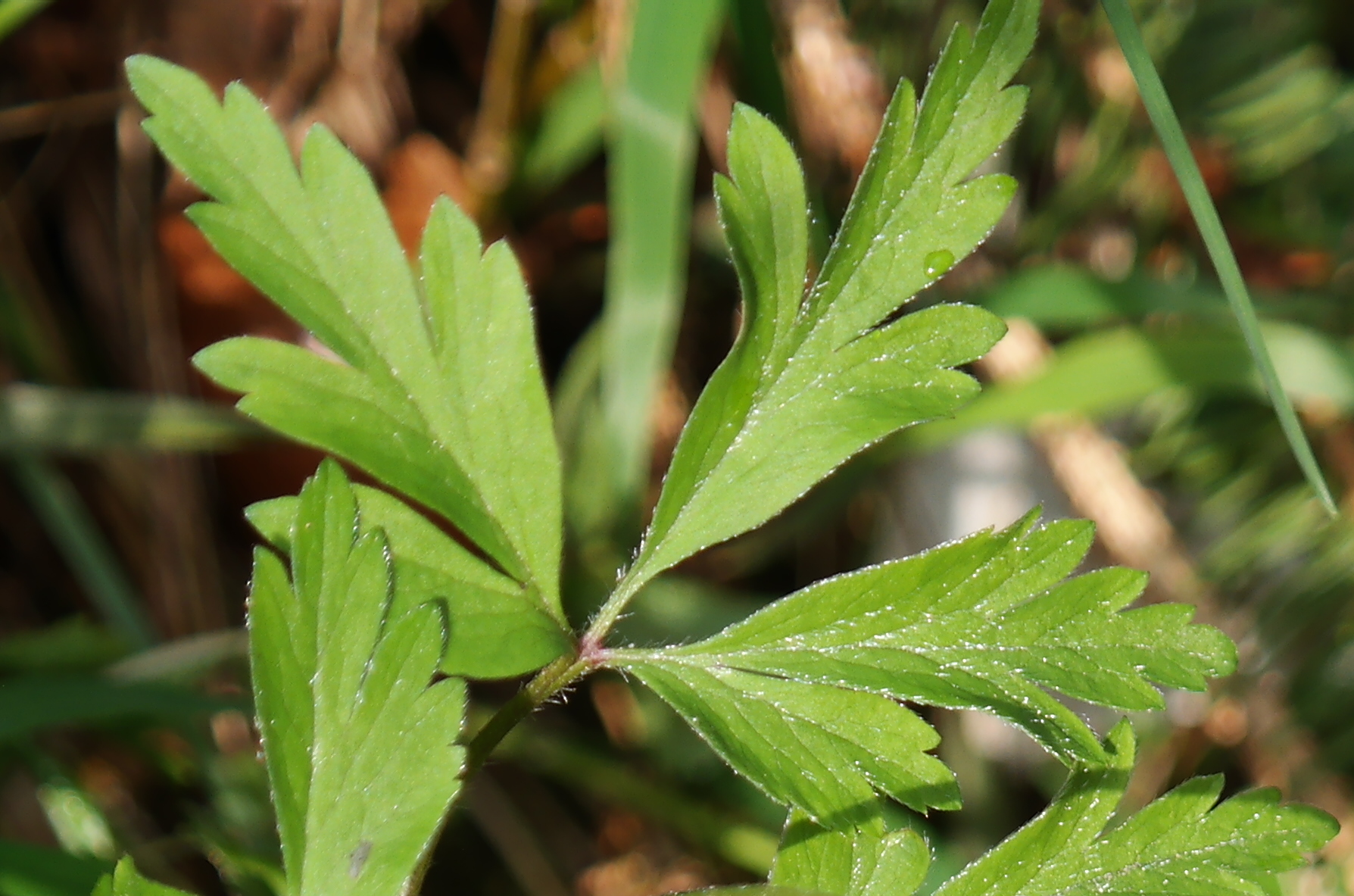 Annexe feuille anémone sylvie - anemone nemorosa.jpg
