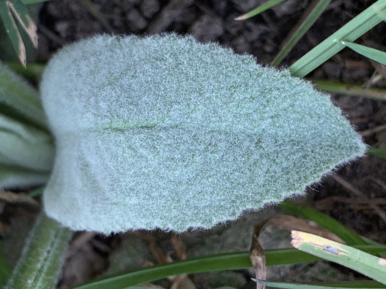 Annexe Molène .jpeg