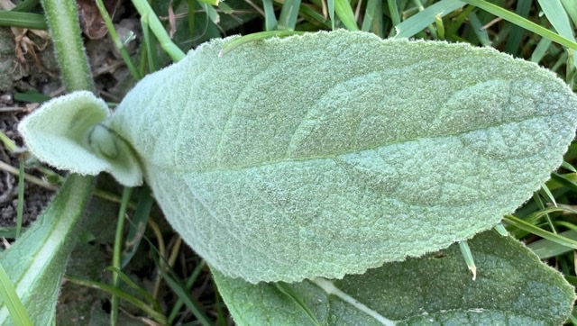 Annexe Molène 3.jpeg