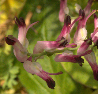 Annexe Capture 1.PNG