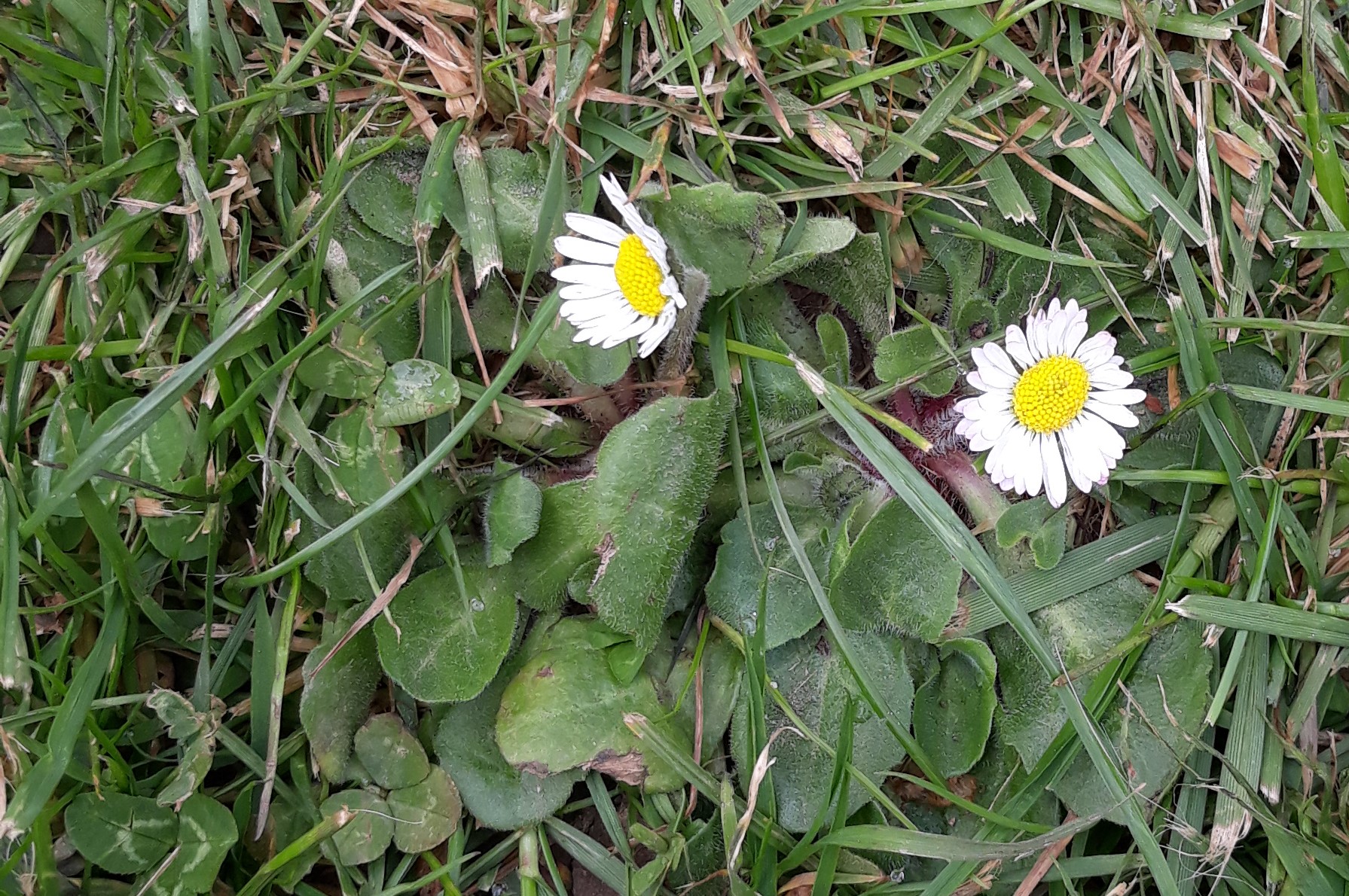 Annexe 20200407_121515 (rognée).jpg