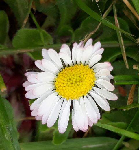 Annexe 20200407_121548 (rognée).jpg