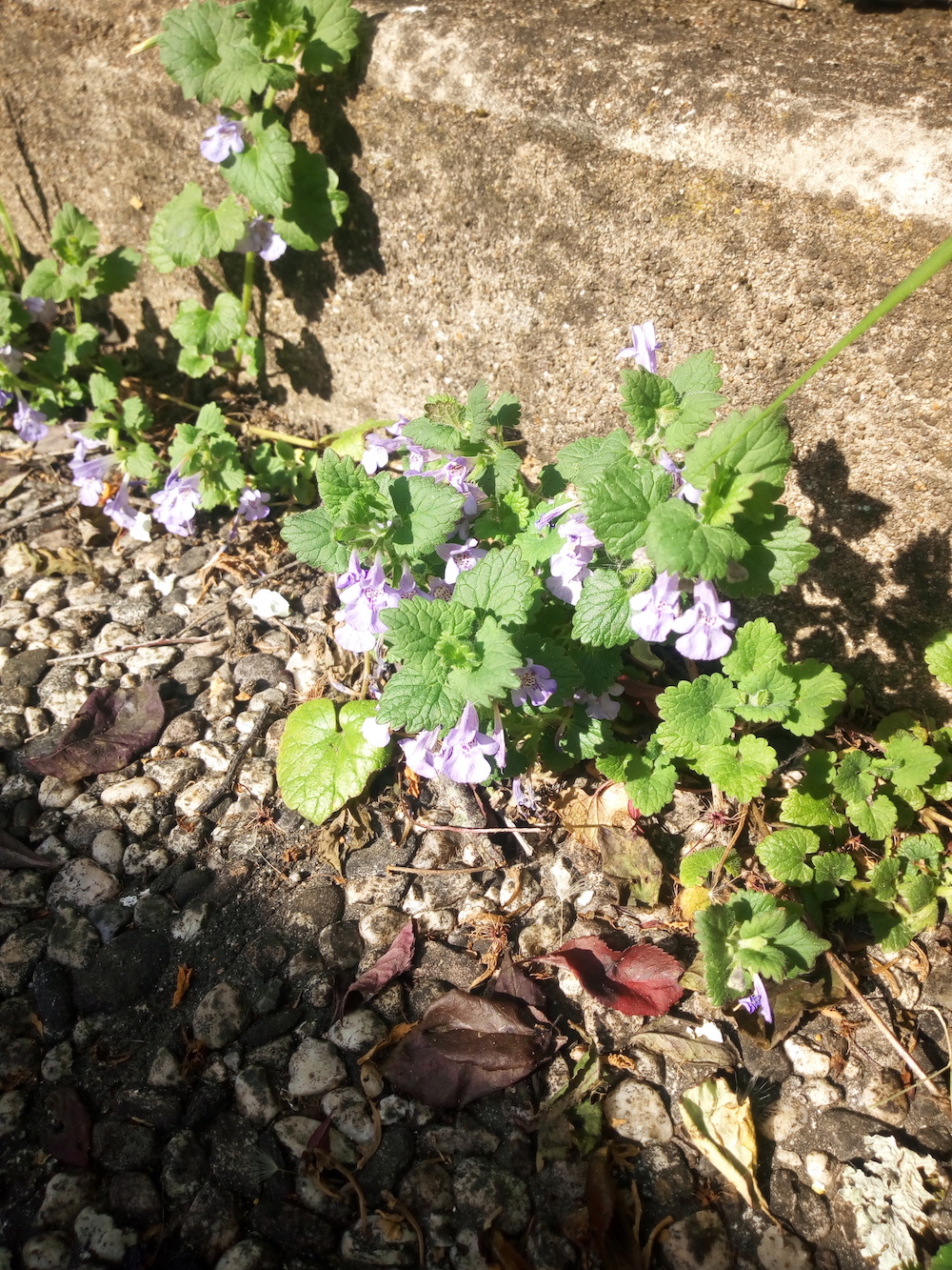 Annexe IMG_20200413_161847.jpg