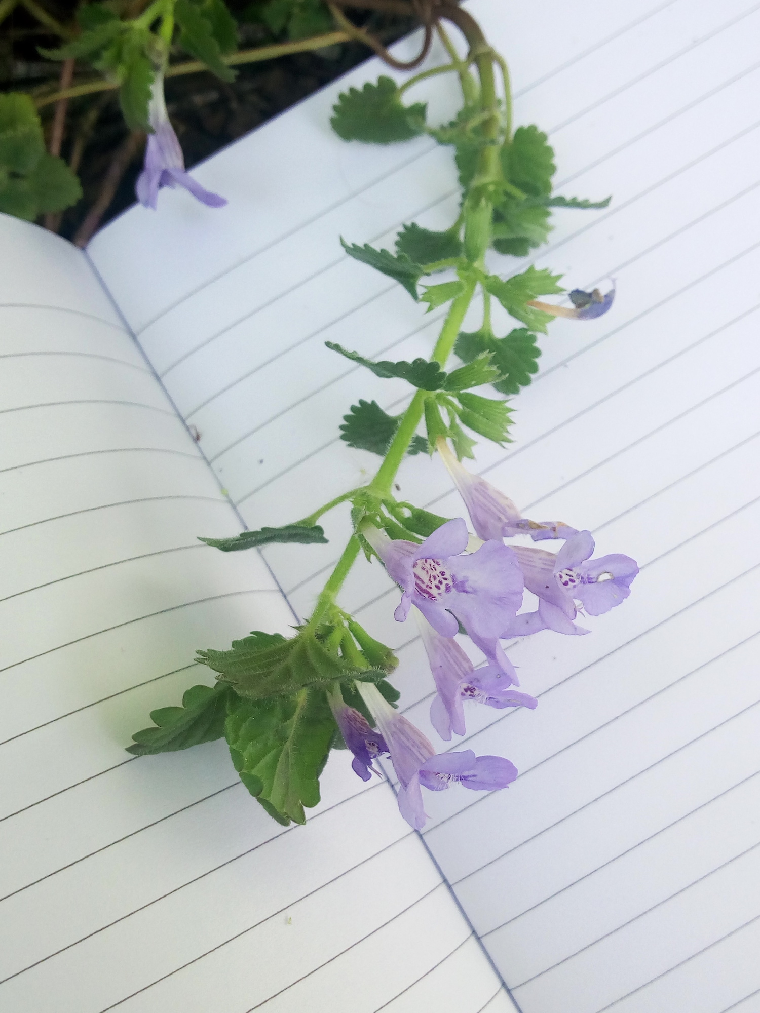 Annexe IMG_20200413_162605.jpg