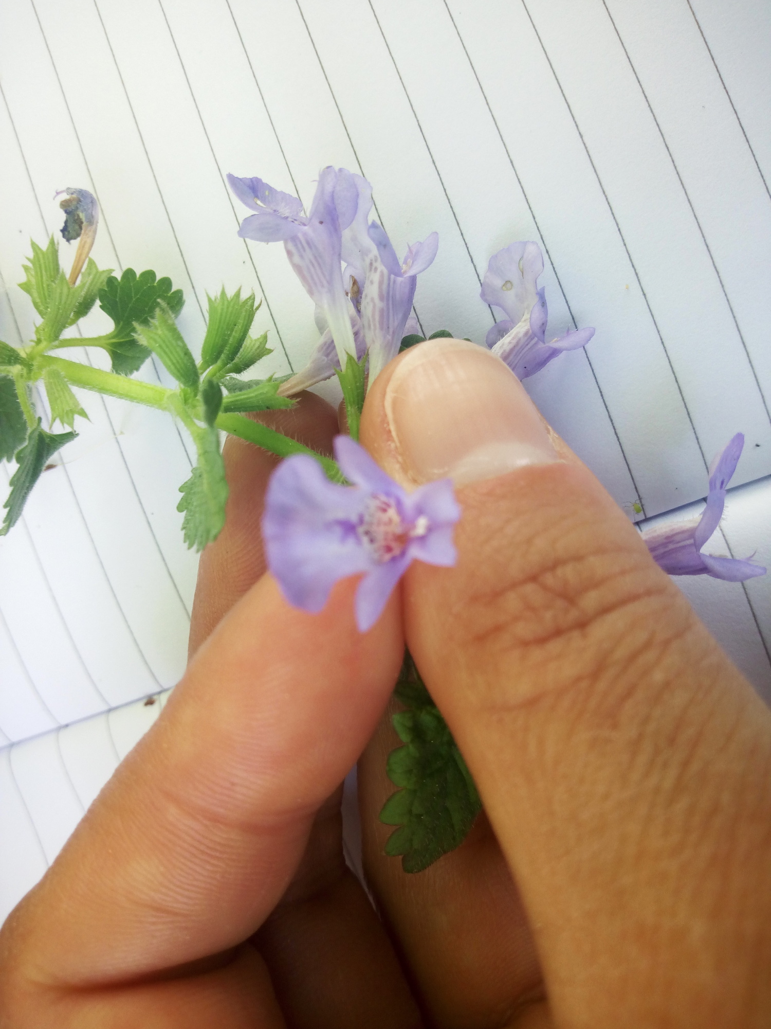 Annexe IMG_20200413_162838.jpg