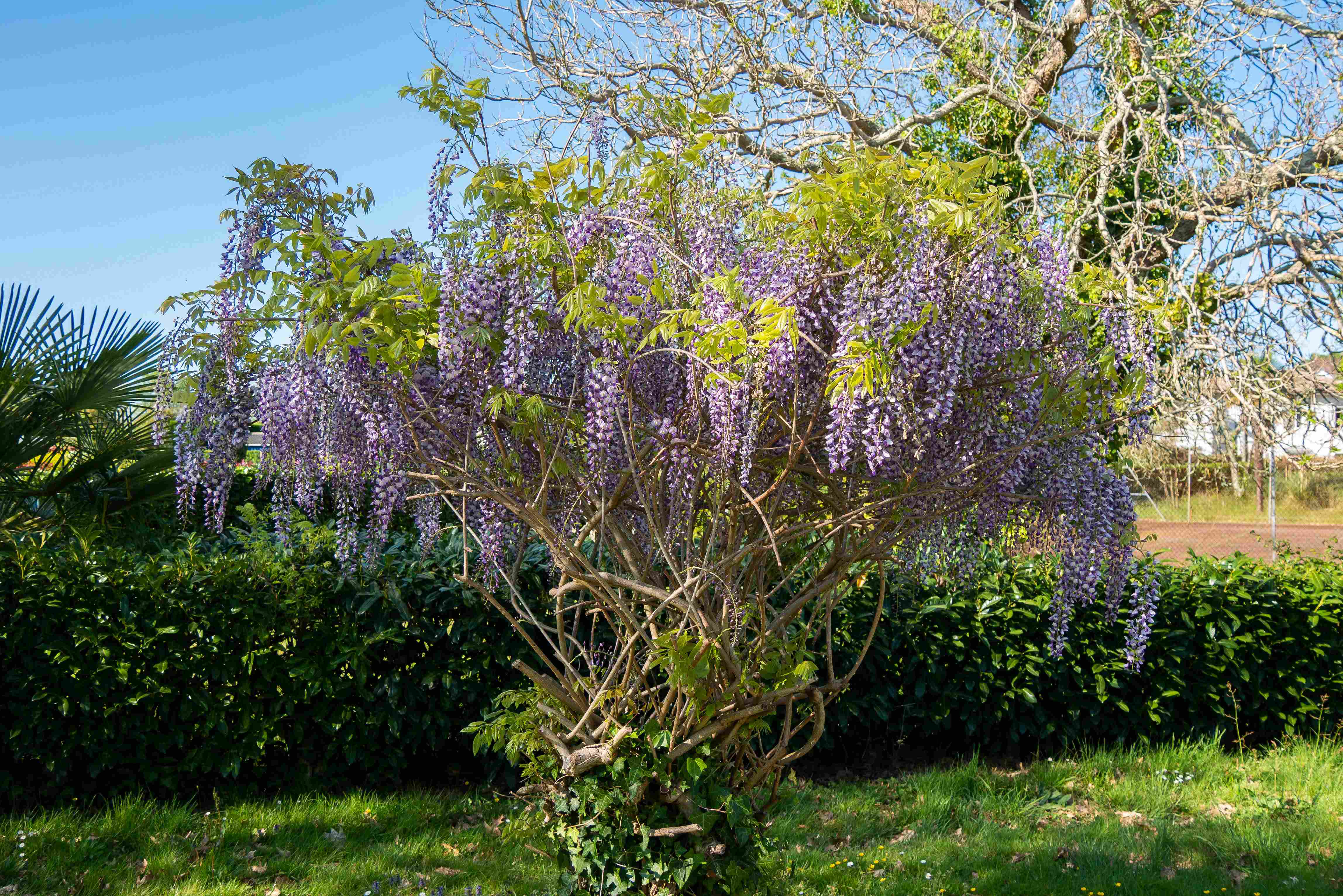 Annexe glycine 1.jpg