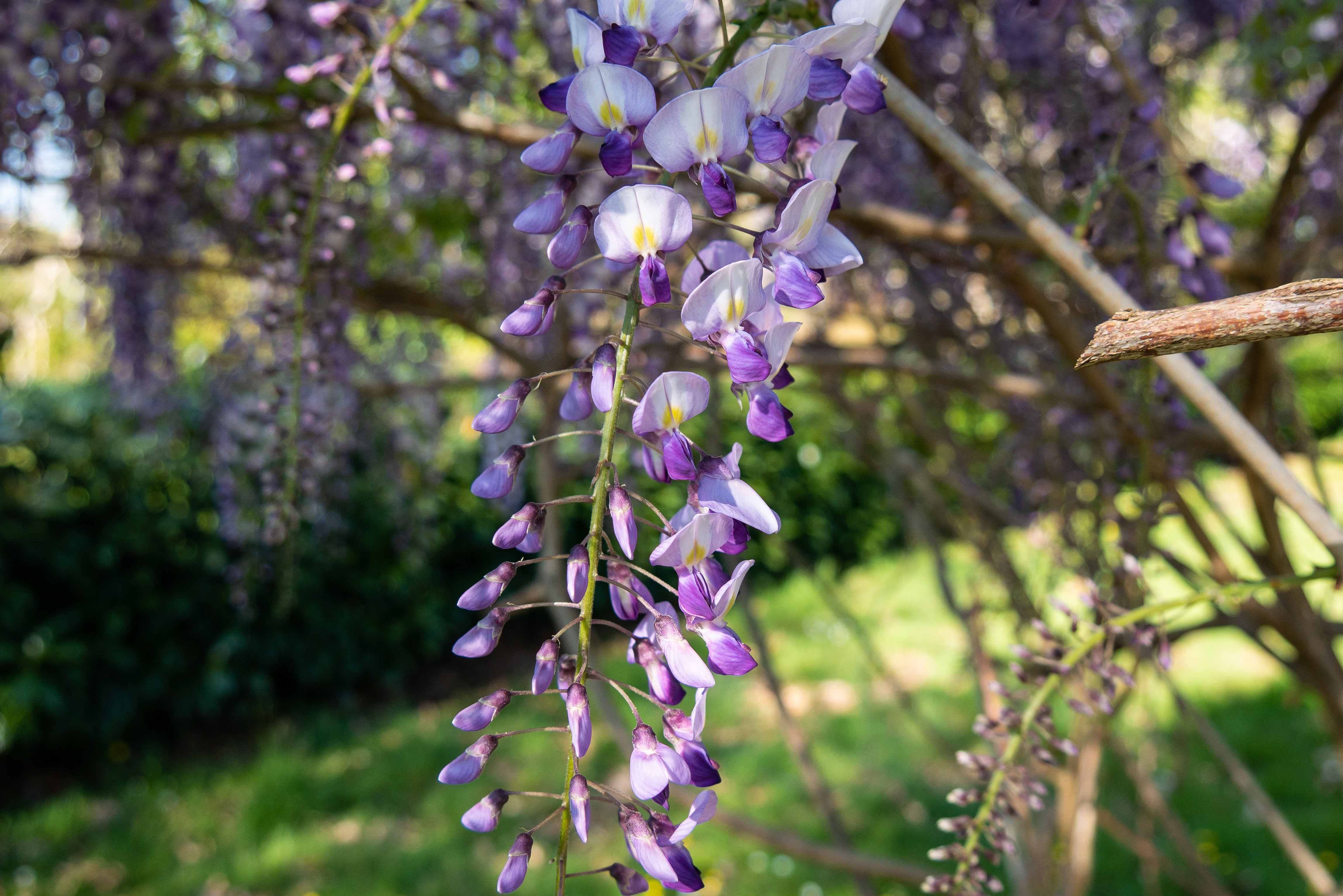 Annexe glycine 2.jpg