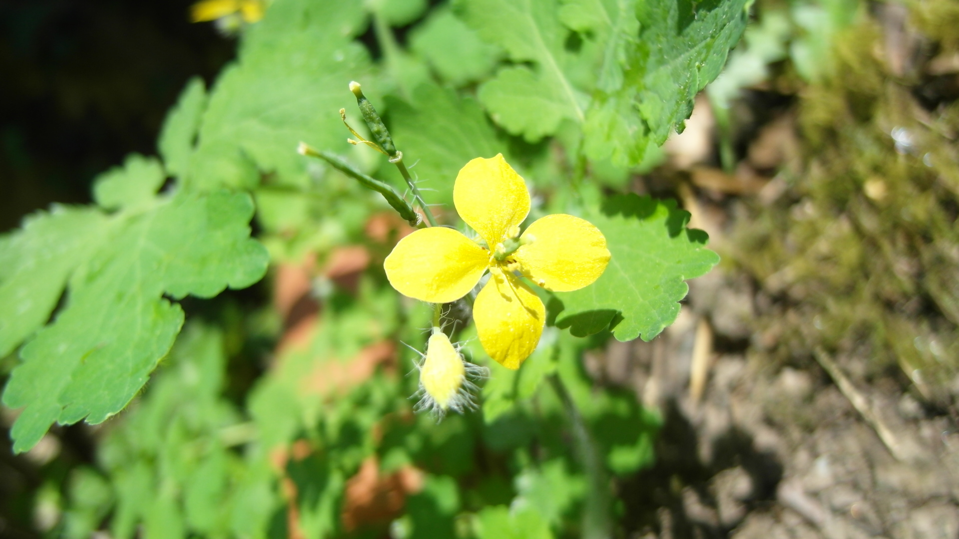 Annexe Grande chélidoine.JPG