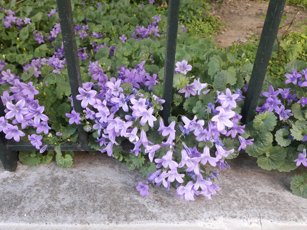 Annexe Campanula .jpg