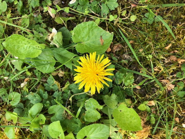 Annexe pissenlit fleur.jpg