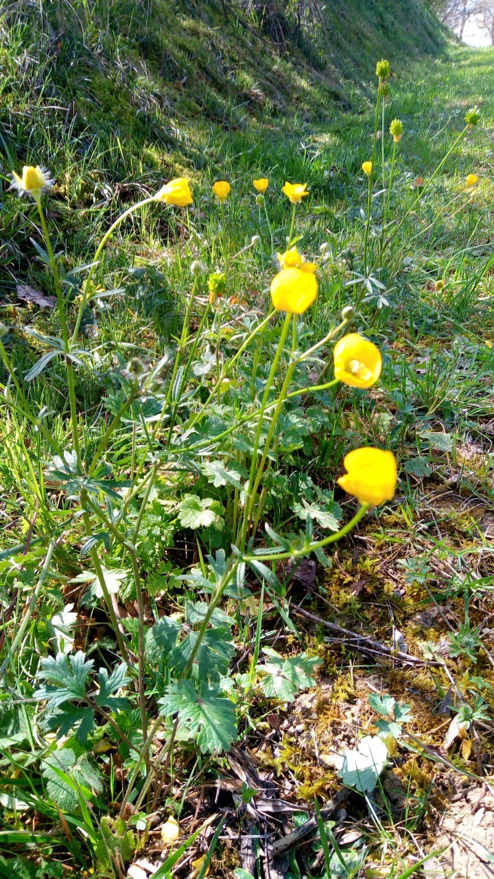 Annexe thumbnail_P_20200327_114415.jpg