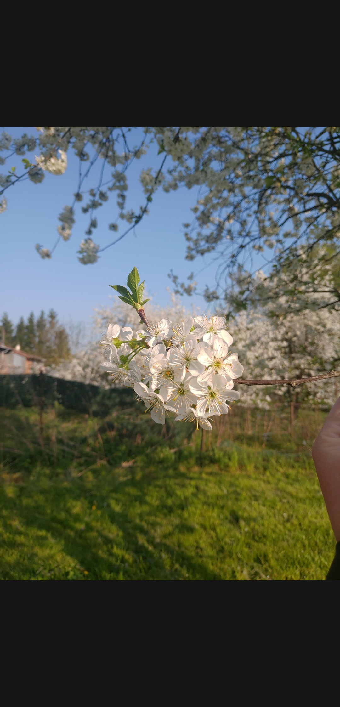 Annexe Screenshot_20200413-182550153.jpg