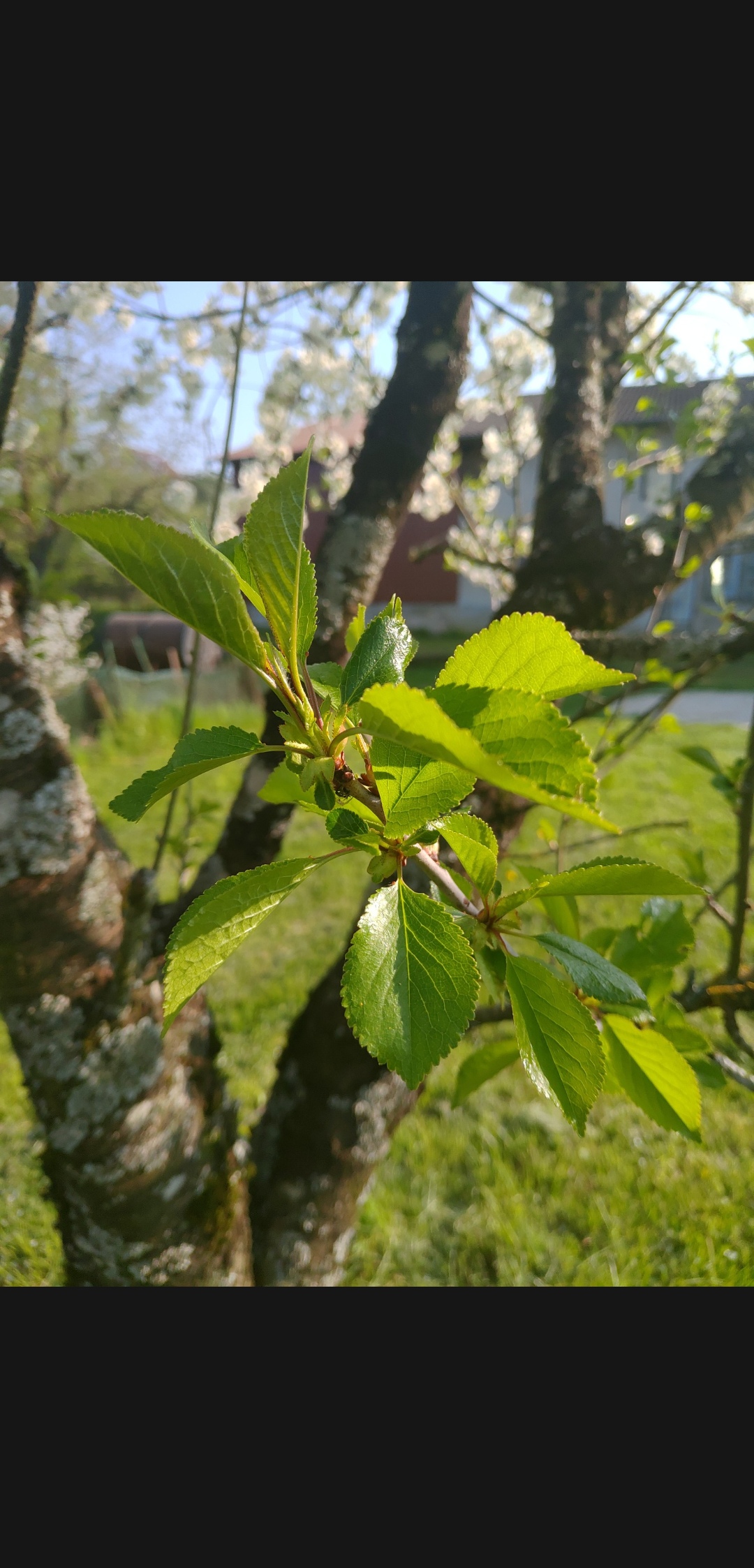 Annexe Screenshot_20200413-182558611.jpg