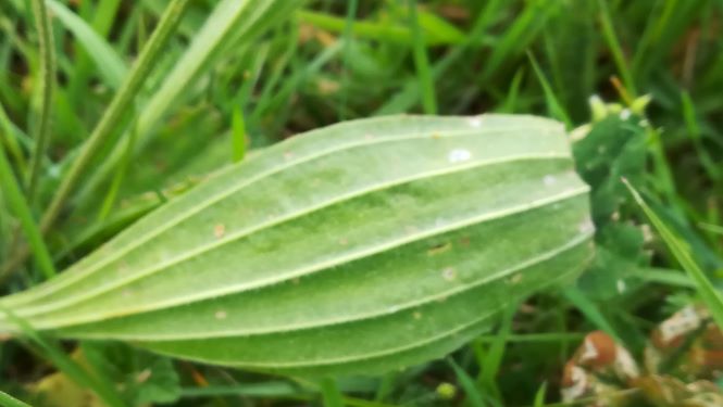 Annexe plantain feuille.jpg