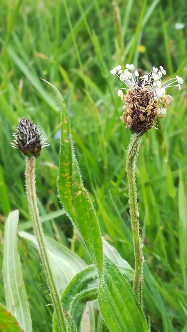 Annexe plantain fleur et tige.jpg