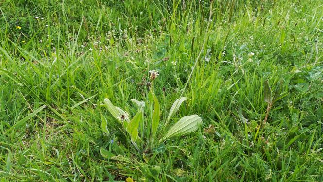 Annexe plantain vue densemble.jpg