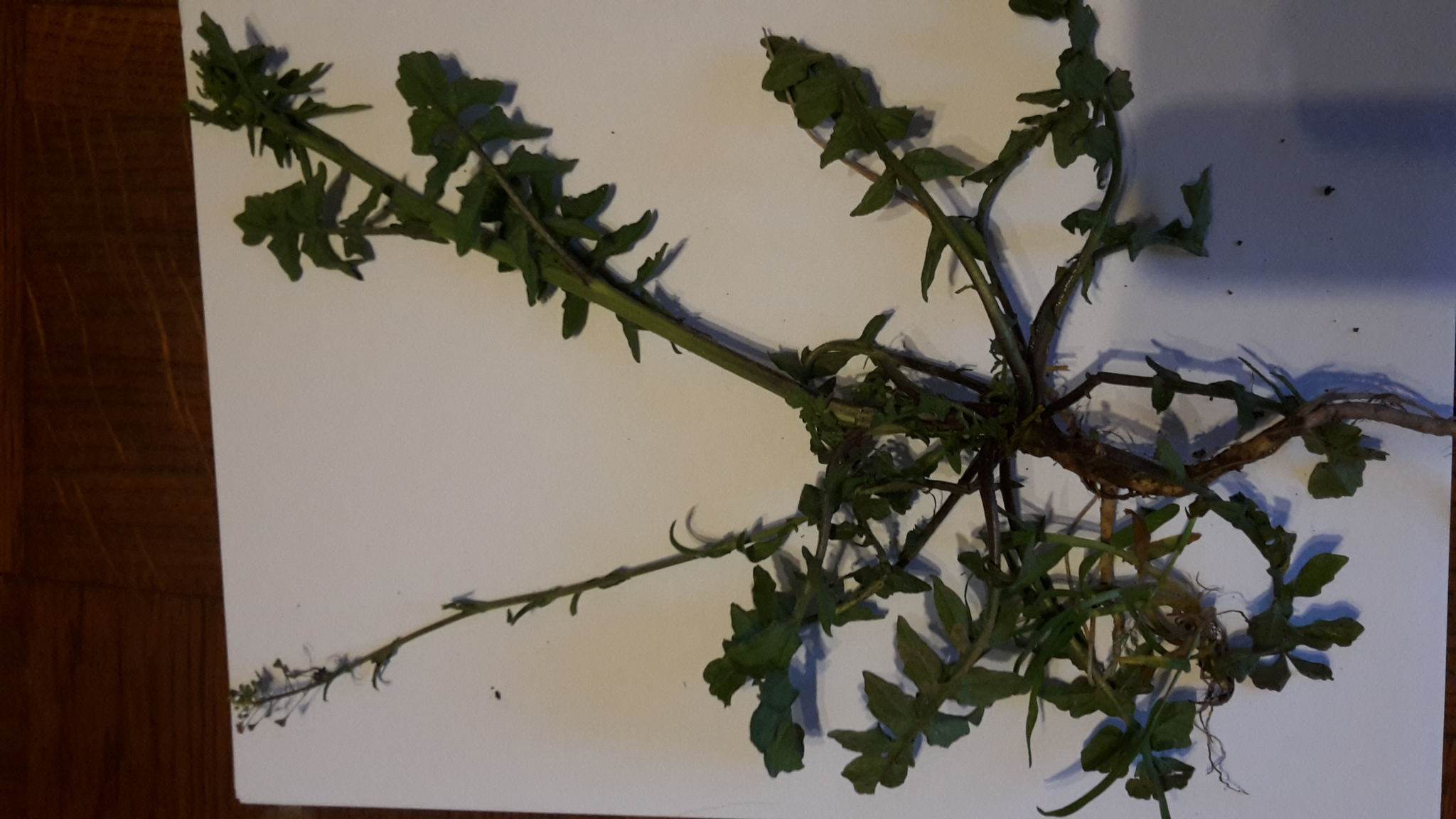 Annexe 20200412_202521.jpg