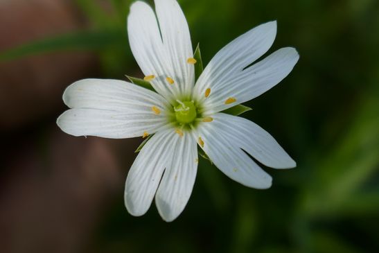 Annexe Stellaire holostée - corolle.jpg