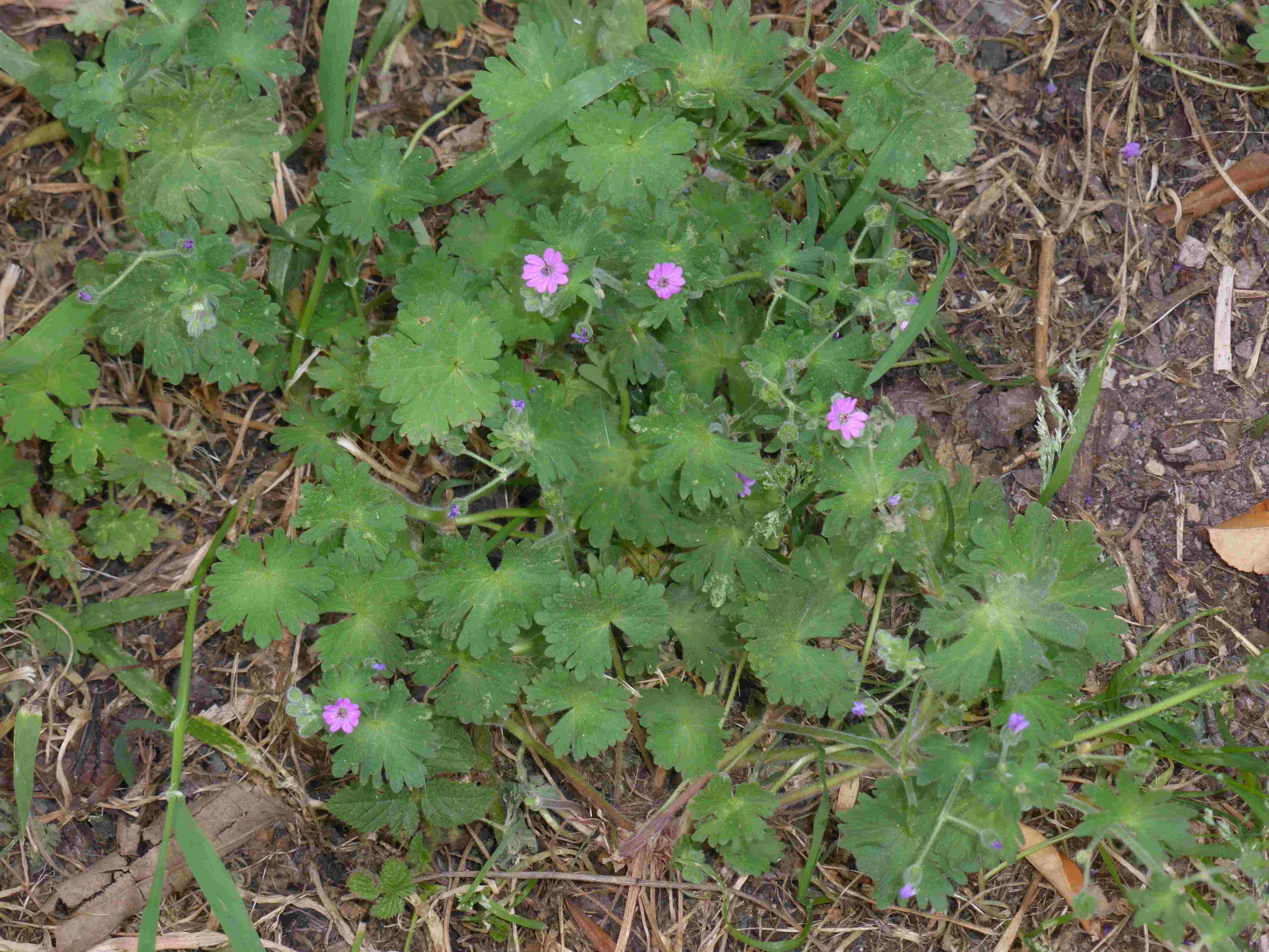 Annexe P1080829bis.jpg