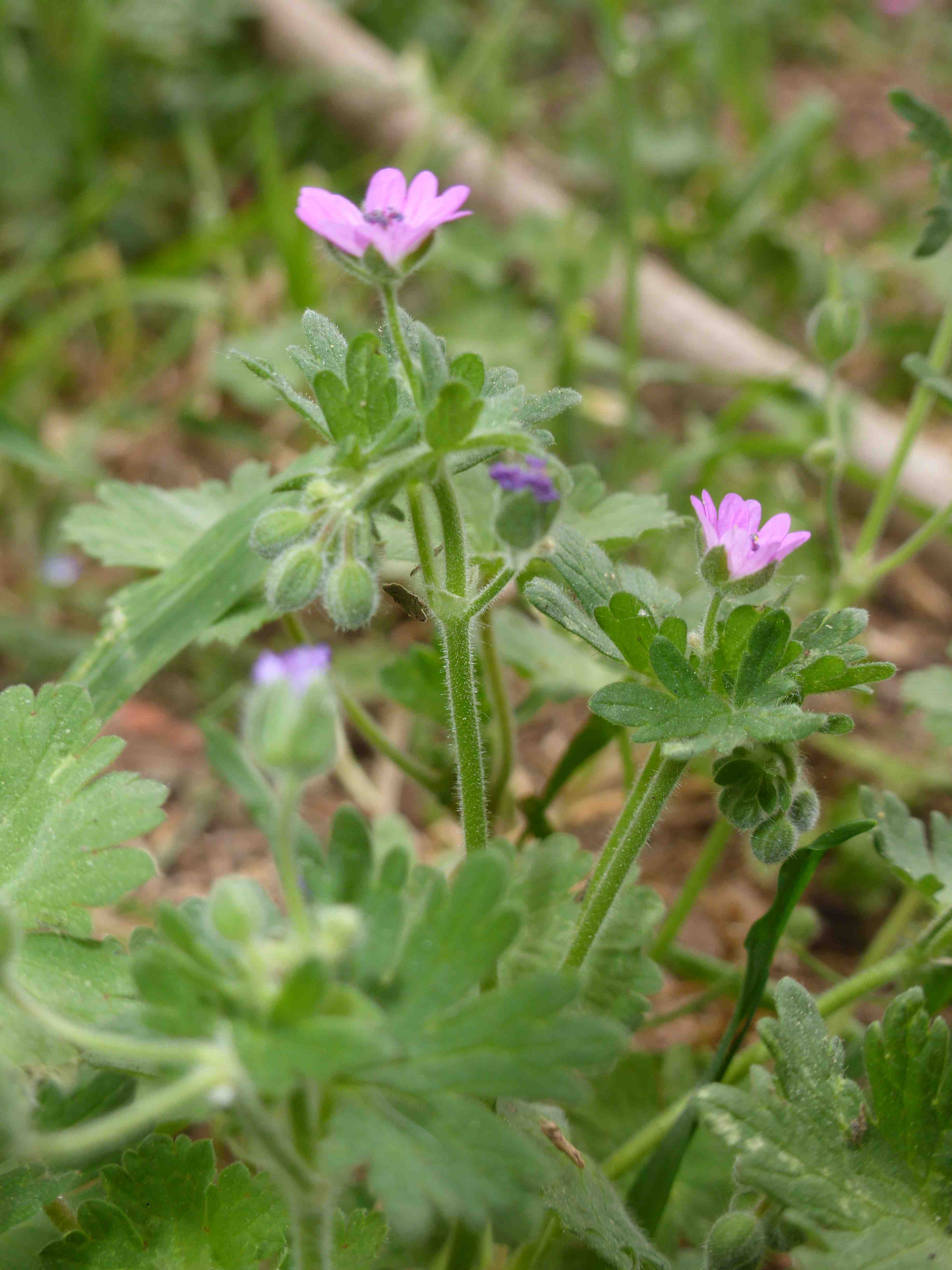 Annexe P1080835bis.jpg